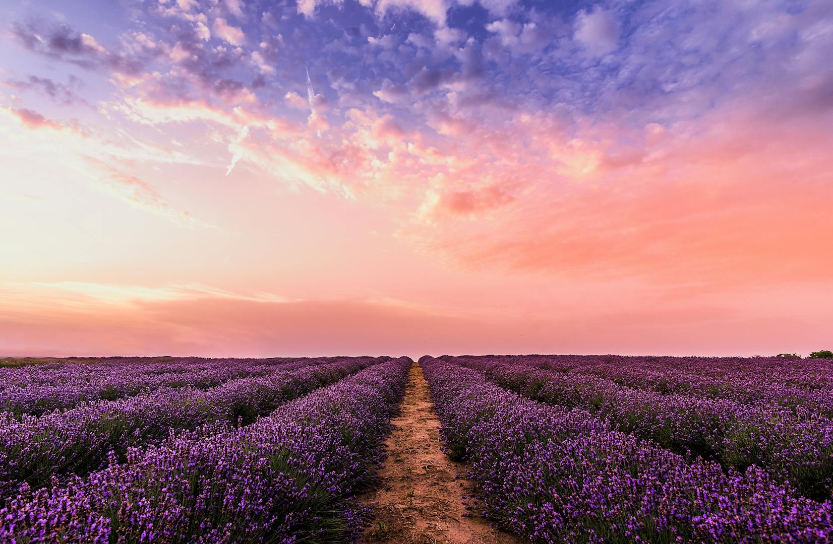 Vue imprenable sur un champ de lavande au coucher du soleil avec un ciel pastel vibrant, incarnant la tranquillité et la beauté de la nature.