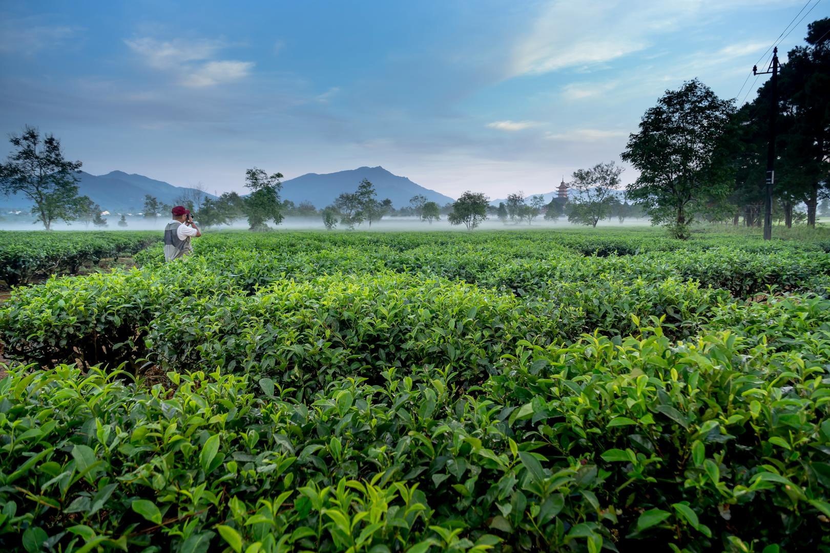 Plantation de thé vert