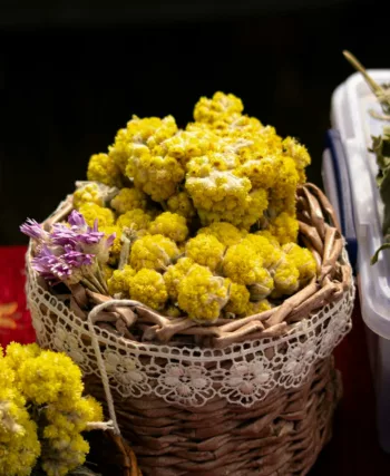 helichryse immortelle ou italienne