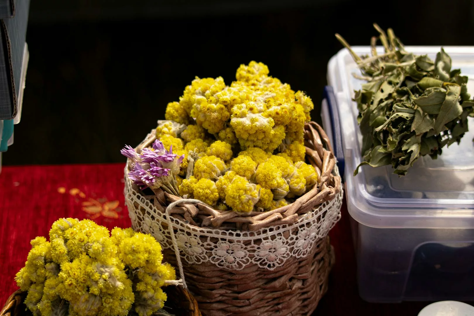 helichryse immortelle ou italienne