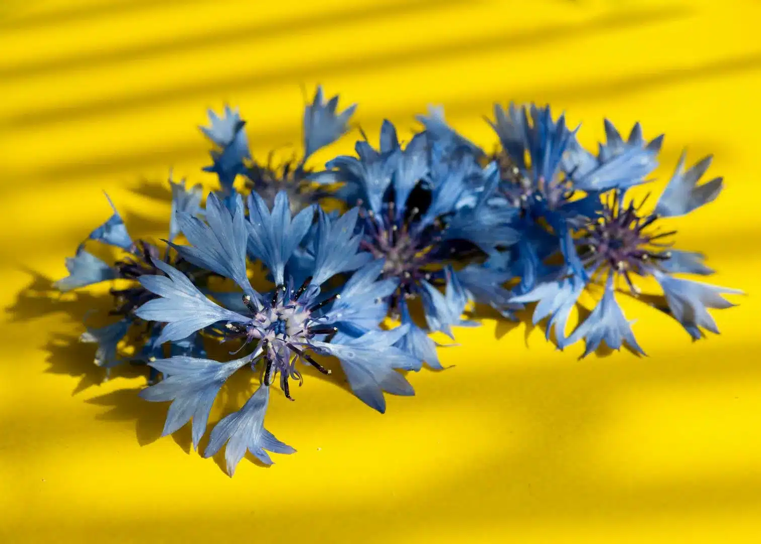 Bleuet