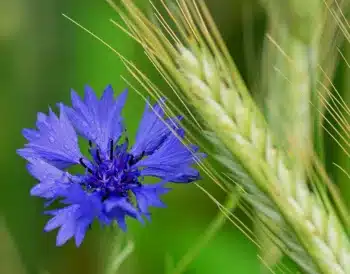 Fleur de bleuet