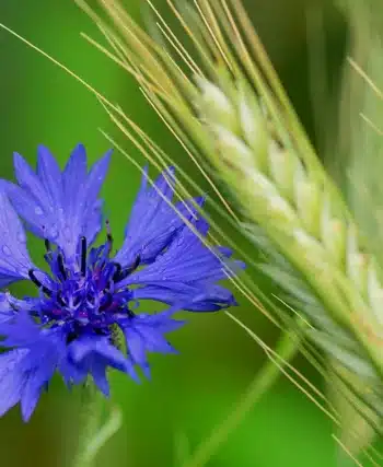 Fleur de bleuet
