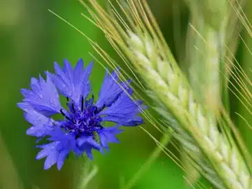 Fleur de bleuet