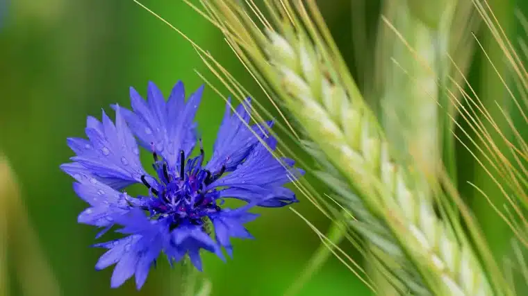 Fleur de bleuet