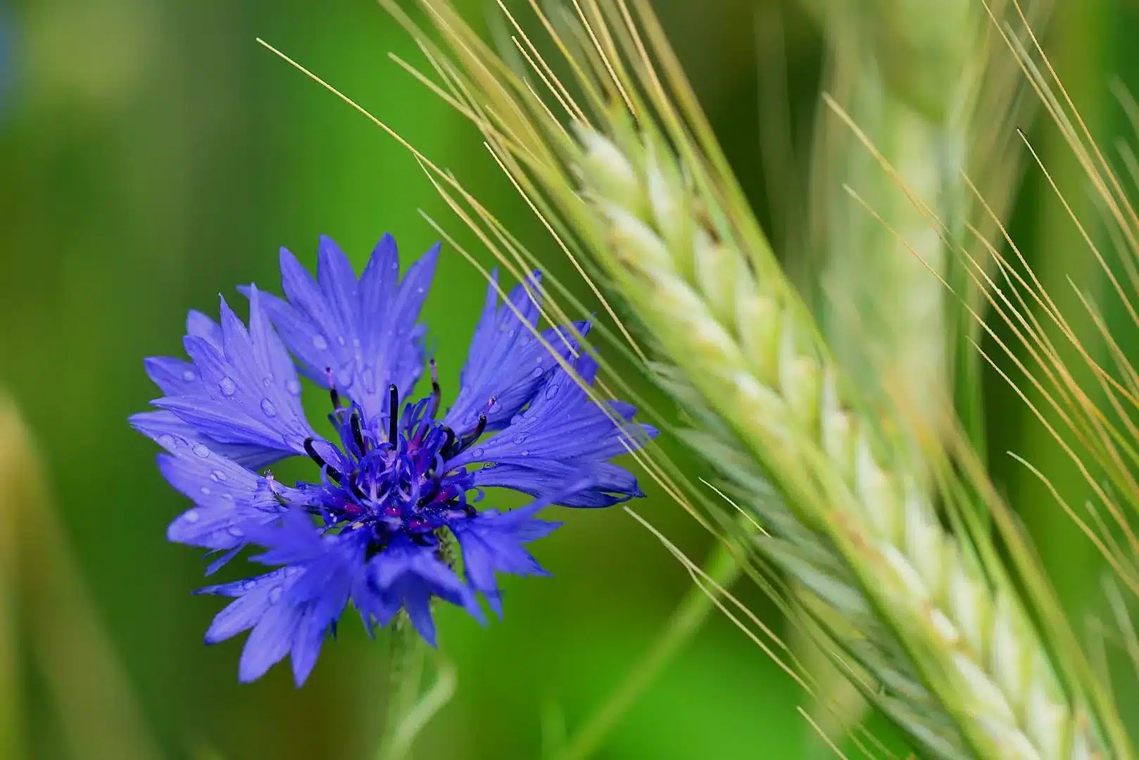 Fleur de bleuet