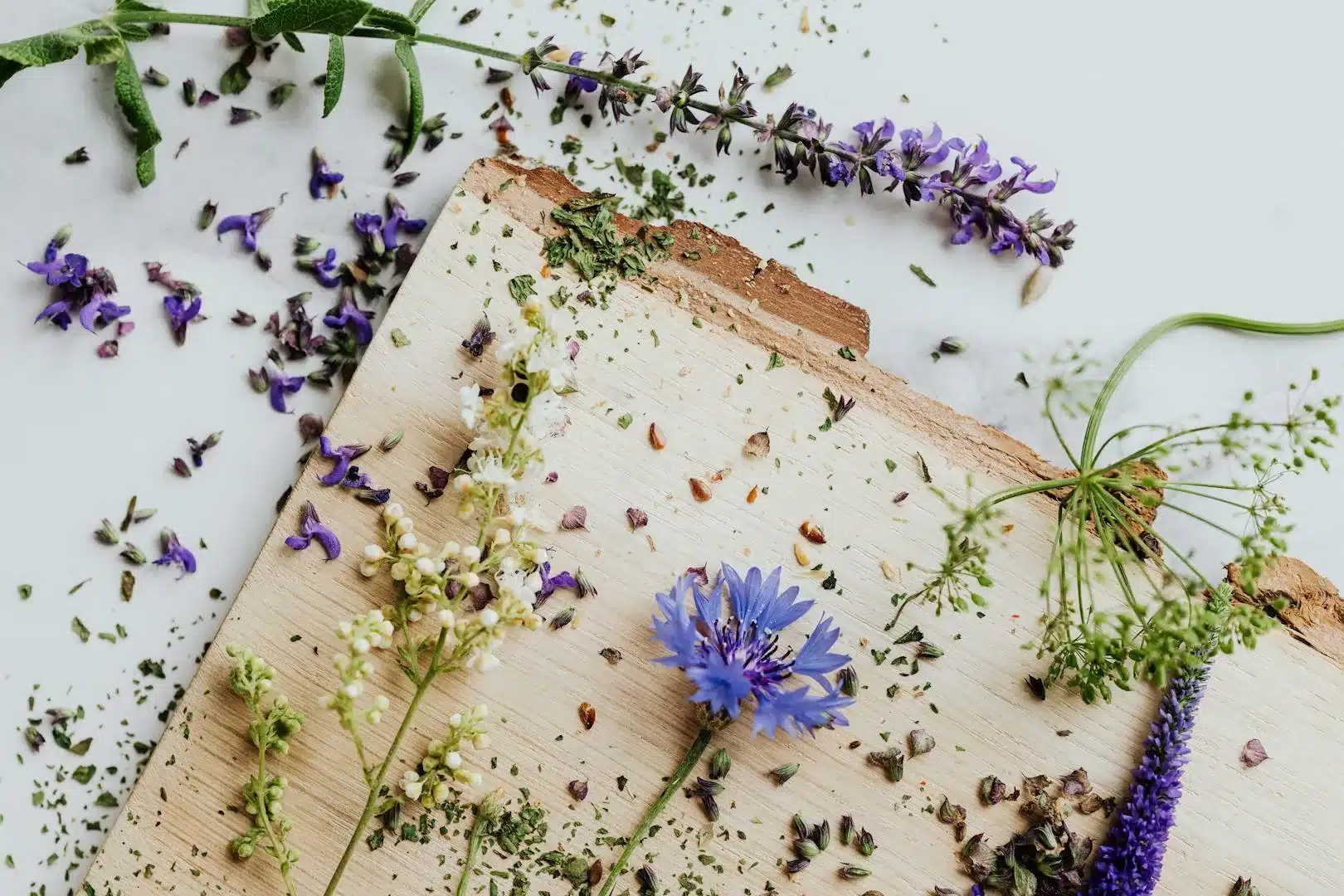 Fleur de Bleuet
