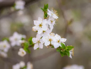 fleurs d'oranger