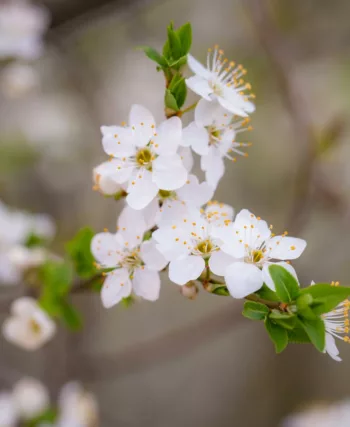 fleurs d'oranger