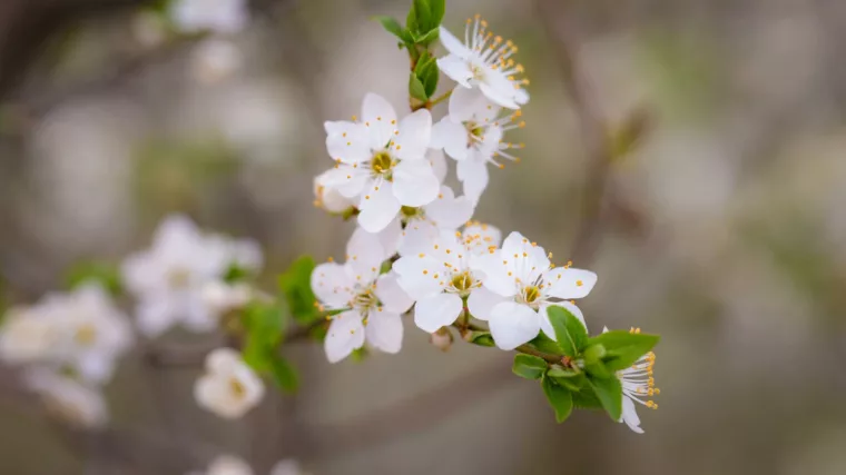 fleurs d'oranger