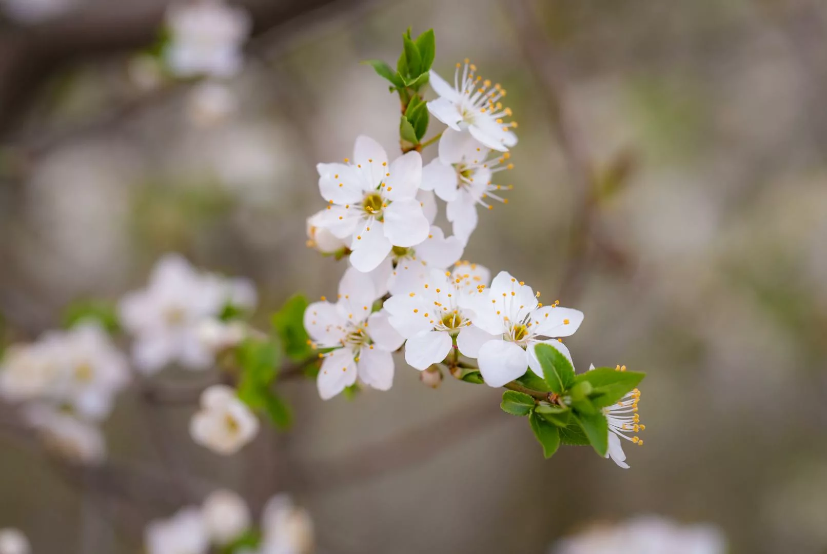 fleurs d'oranger