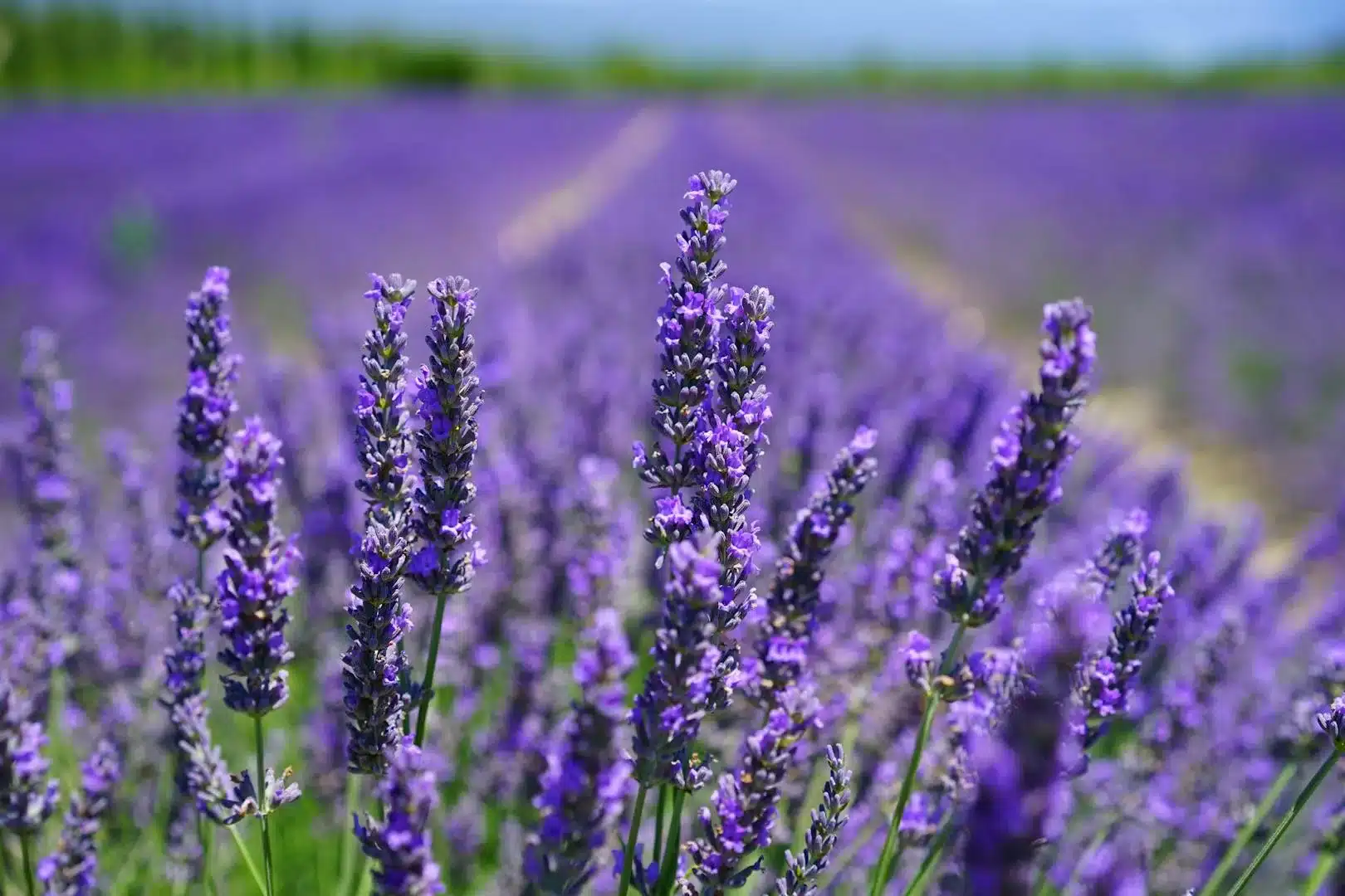 L'eau florale de lavande est évidemment un produit incontournable en Provence.