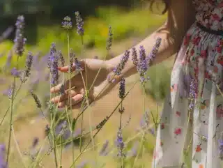 Une femme touche un brin de lavande du bout de la main, dans un champs de lavande en Provence