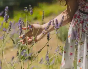 Une femme touche un brin de lavande du bout de la main, dans un champs de lavande en Provence