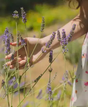 Une femme touche un brin de lavande du bout de la main, dans un champs de lavande en Provence